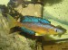Cyprichromis microlepidotus Bulu Point-2.jpg